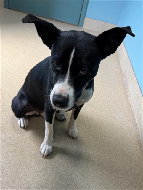PAPI, Adoptable, Young Male Pit Bull Terrier & Mixed Breed.