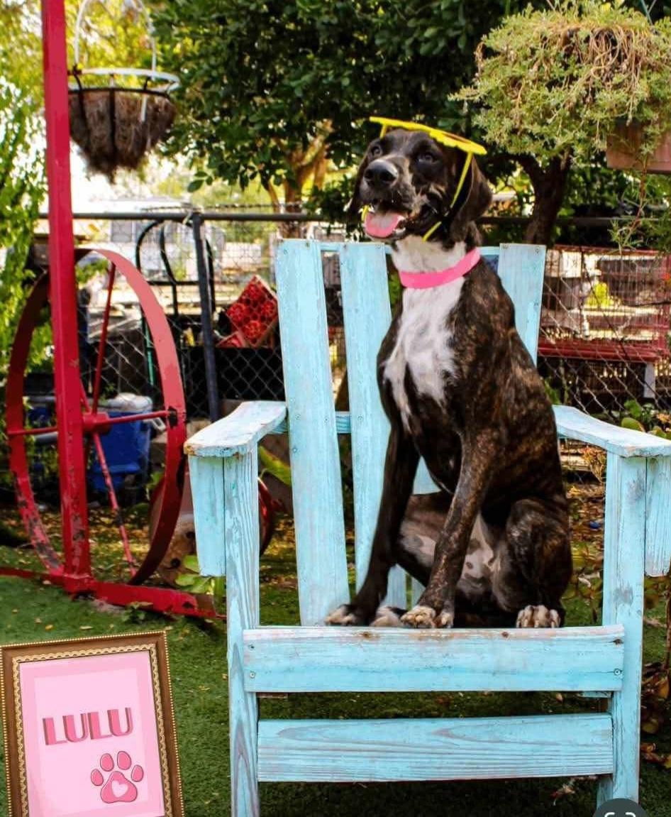 Enlarge LuLu, a Adoptable mixed breed in Fabius, NY image 3/6