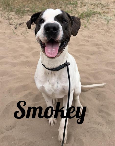 Smokey, ADOPTABLE, Adult Female German Shorthaired Pointer & American Bulldog.