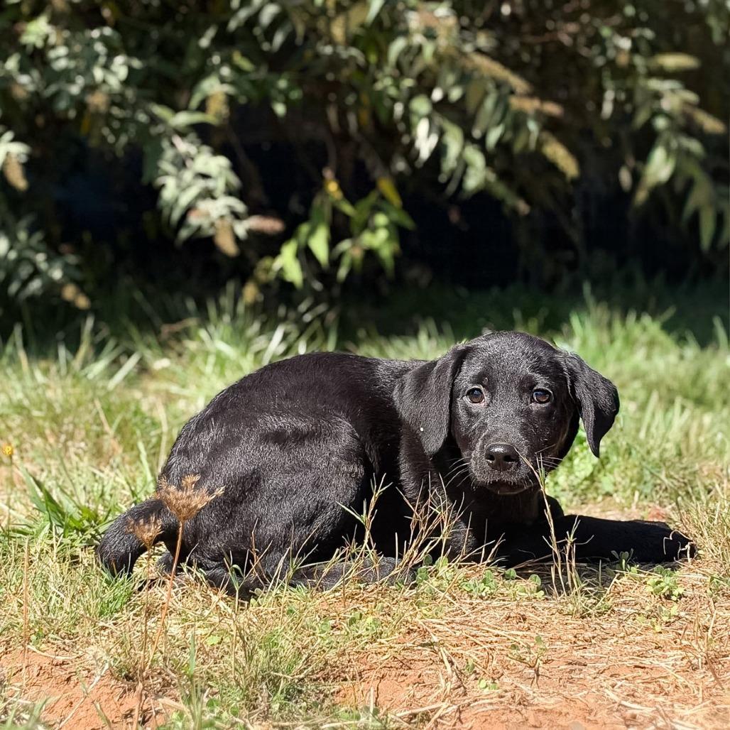 Enlarge Midnight, a Adoptable mixed breed in Golden, CO image 1/6