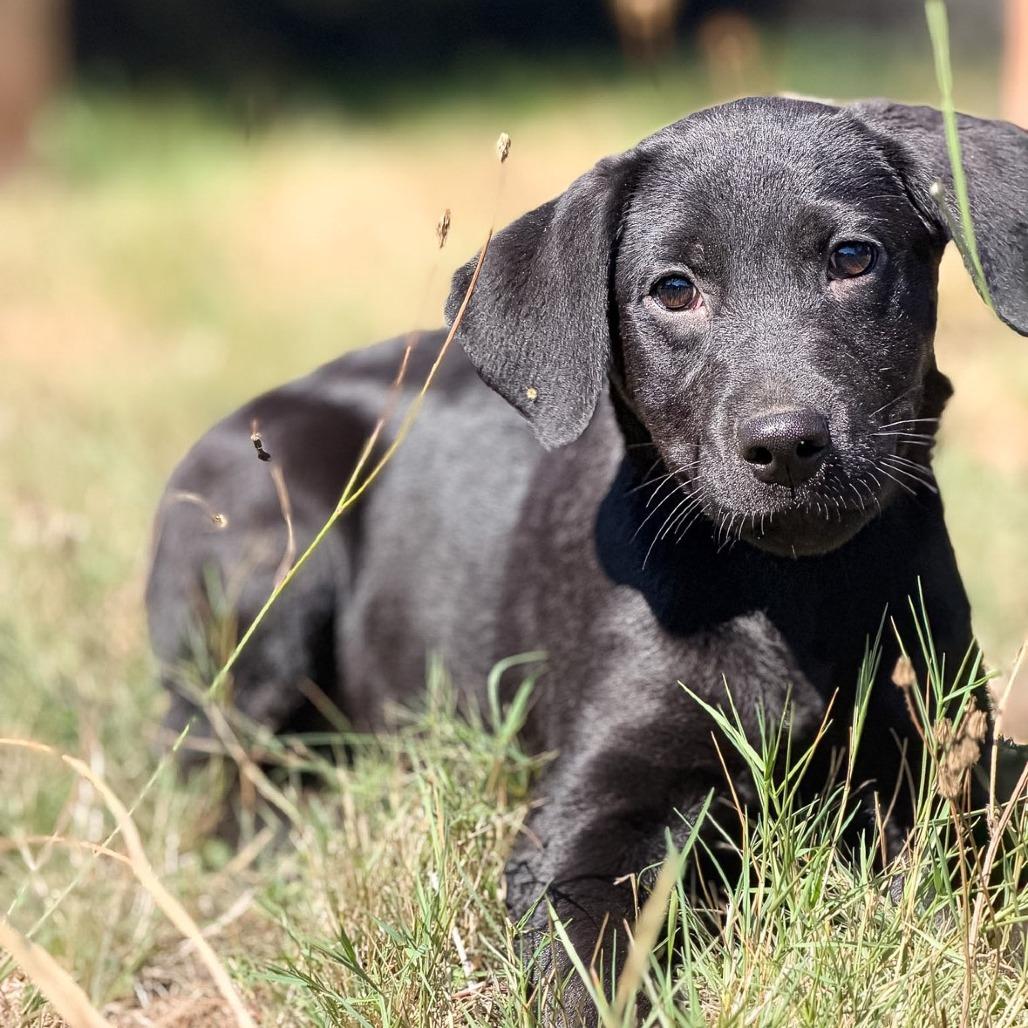 Enlarge Midnight, a Adoptable mixed breed in Golden, CO image 2/6
