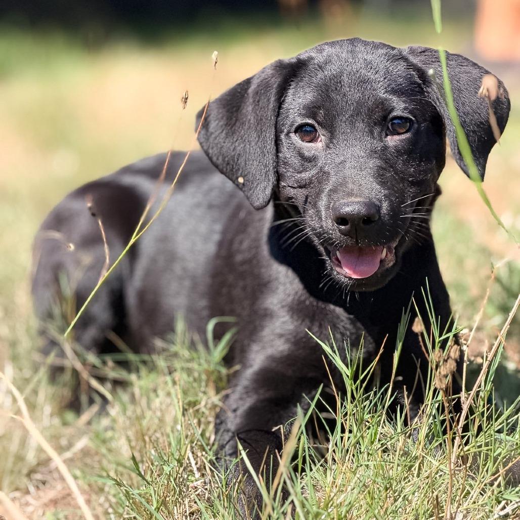 Enlarge Midnight, a Adoptable mixed breed in Golden, CO image 3/6