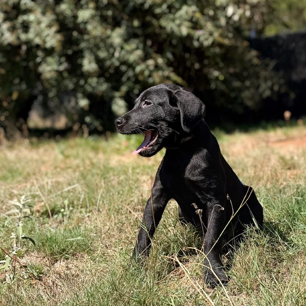 Enlarge Midnight, a Adoptable mixed breed in Golden, CO image 4/6