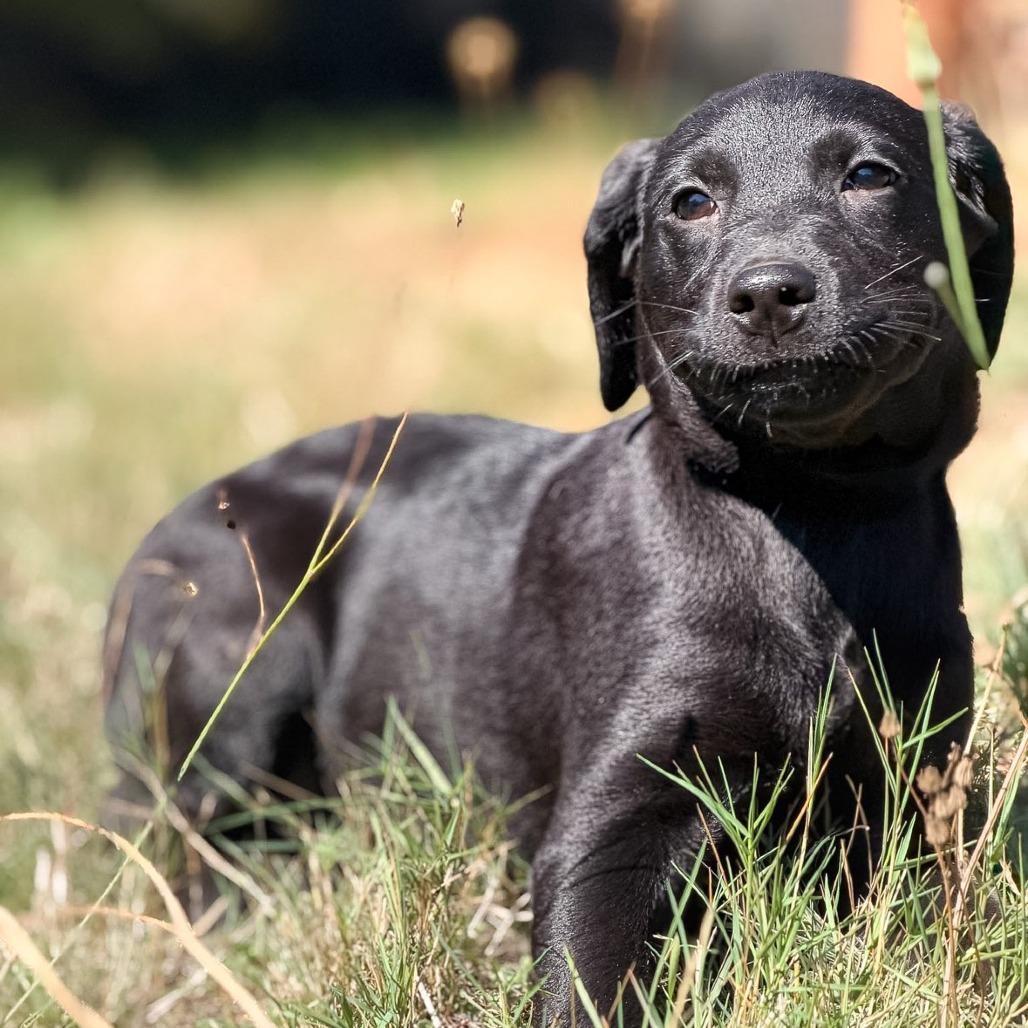Enlarge Midnight, a Adoptable mixed breed in Golden, CO image 5/6