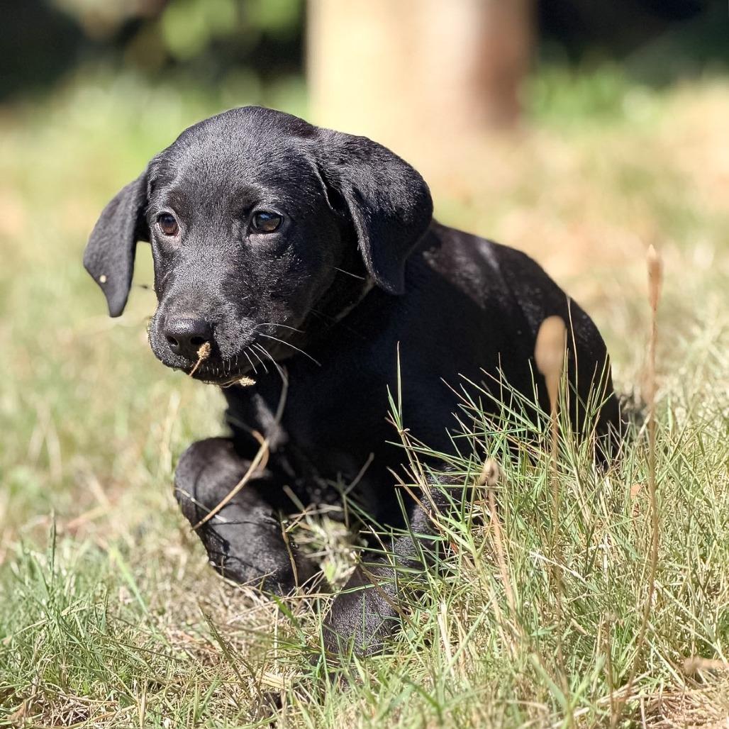 Enlarge Midnight, a Adoptable mixed breed in Golden, CO image 6/6