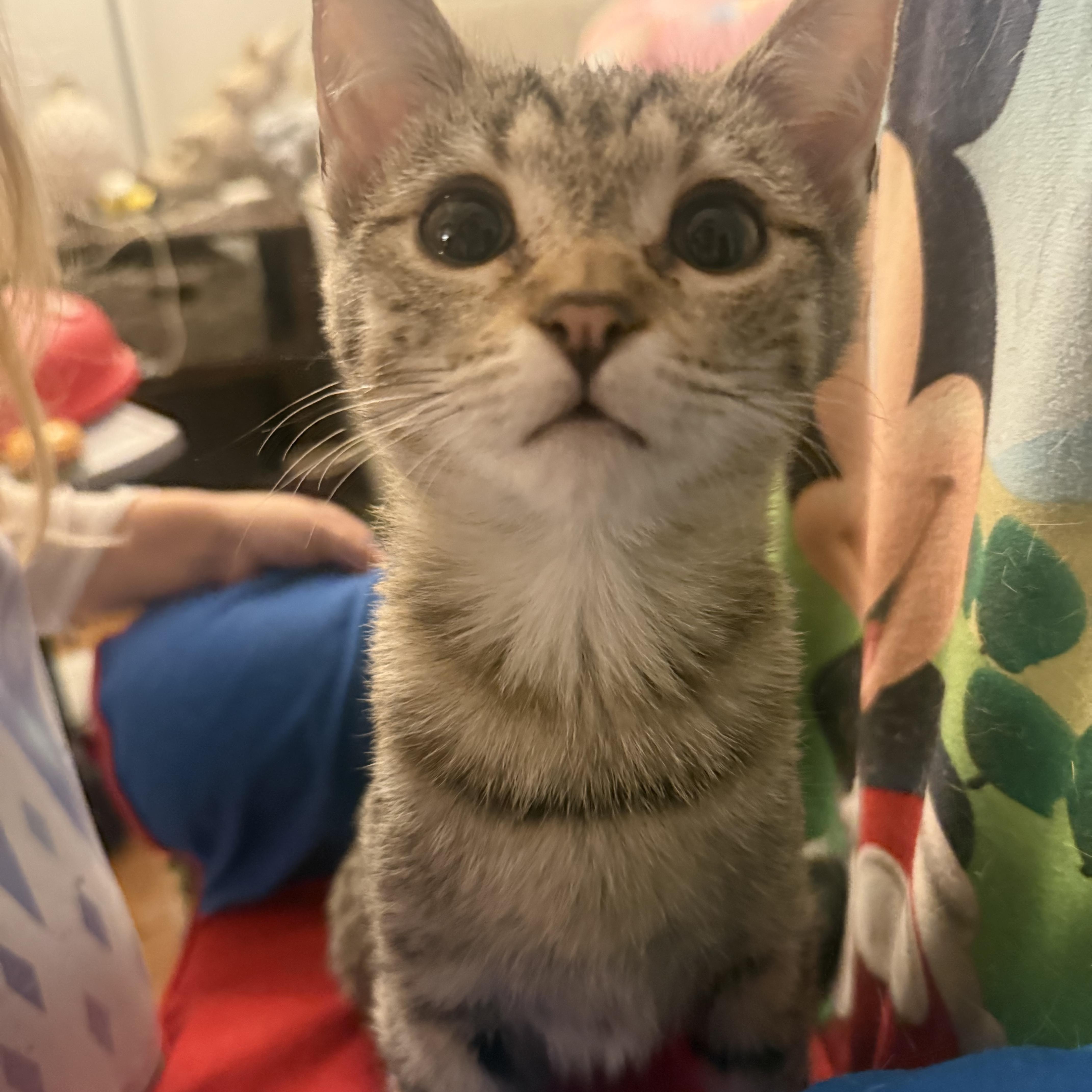 Boo, adopted, Kitten Female Domestic Short Hair.