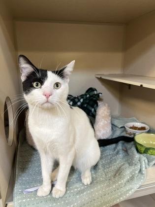 Parmesan, Adoptable, Adult Male Domestic Short Hair & Domestic Short Hair.