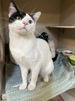 Enlarge Parmesan, a Adoptable mixed breed in New Hope, PA image 2/3