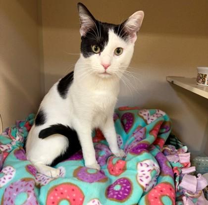 Enlarge Parmesan, a Adoptable mixed breed in New Hope, PA image 3/3