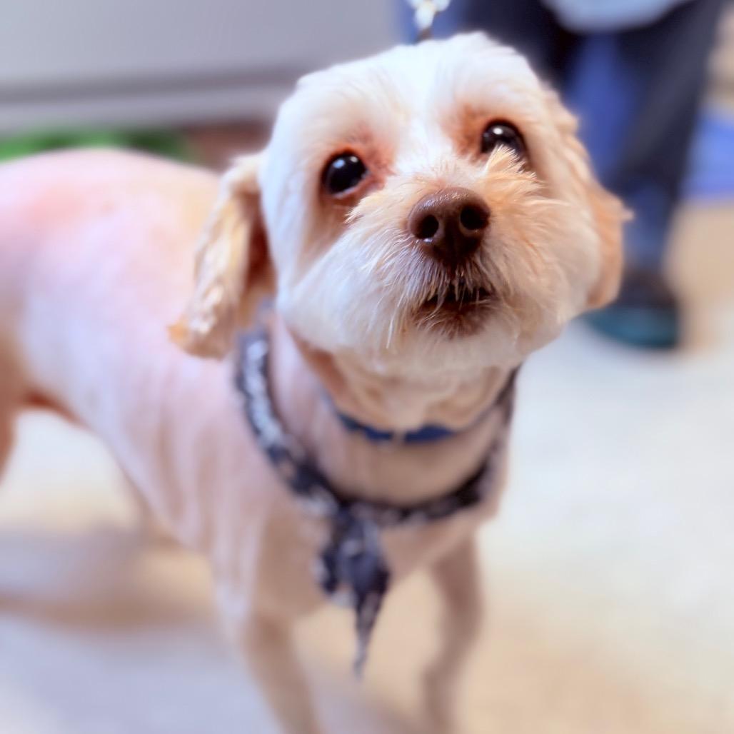 Enlarge Kaia, an adoptable Maltese in Fenton, MI image 1/3