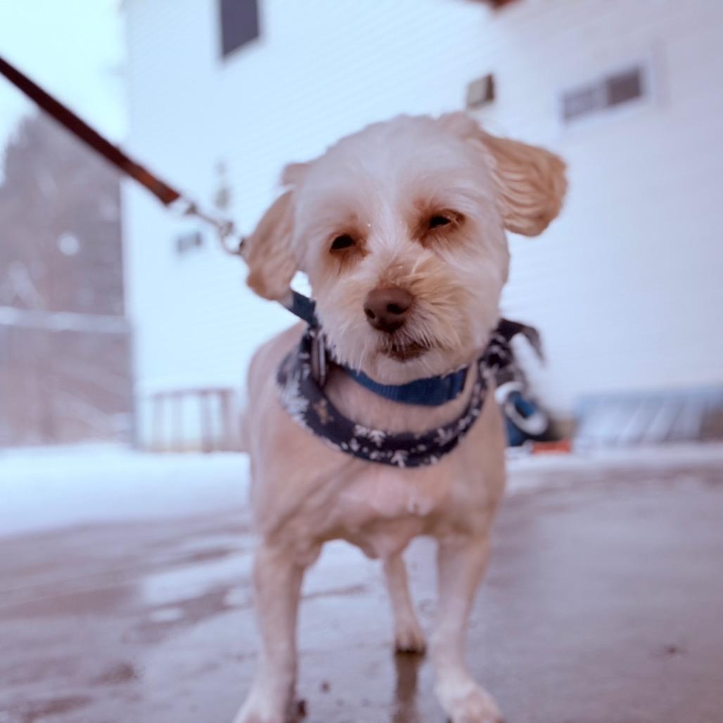 Enlarge Kaia, an adoptable Maltese in Fenton, MI image 2/3