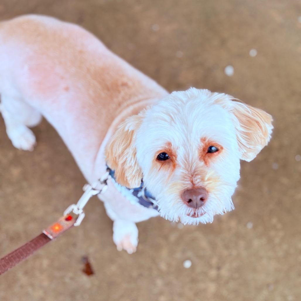 Enlarge Kaia, an adoptable Maltese in Fenton, MI image 3/3