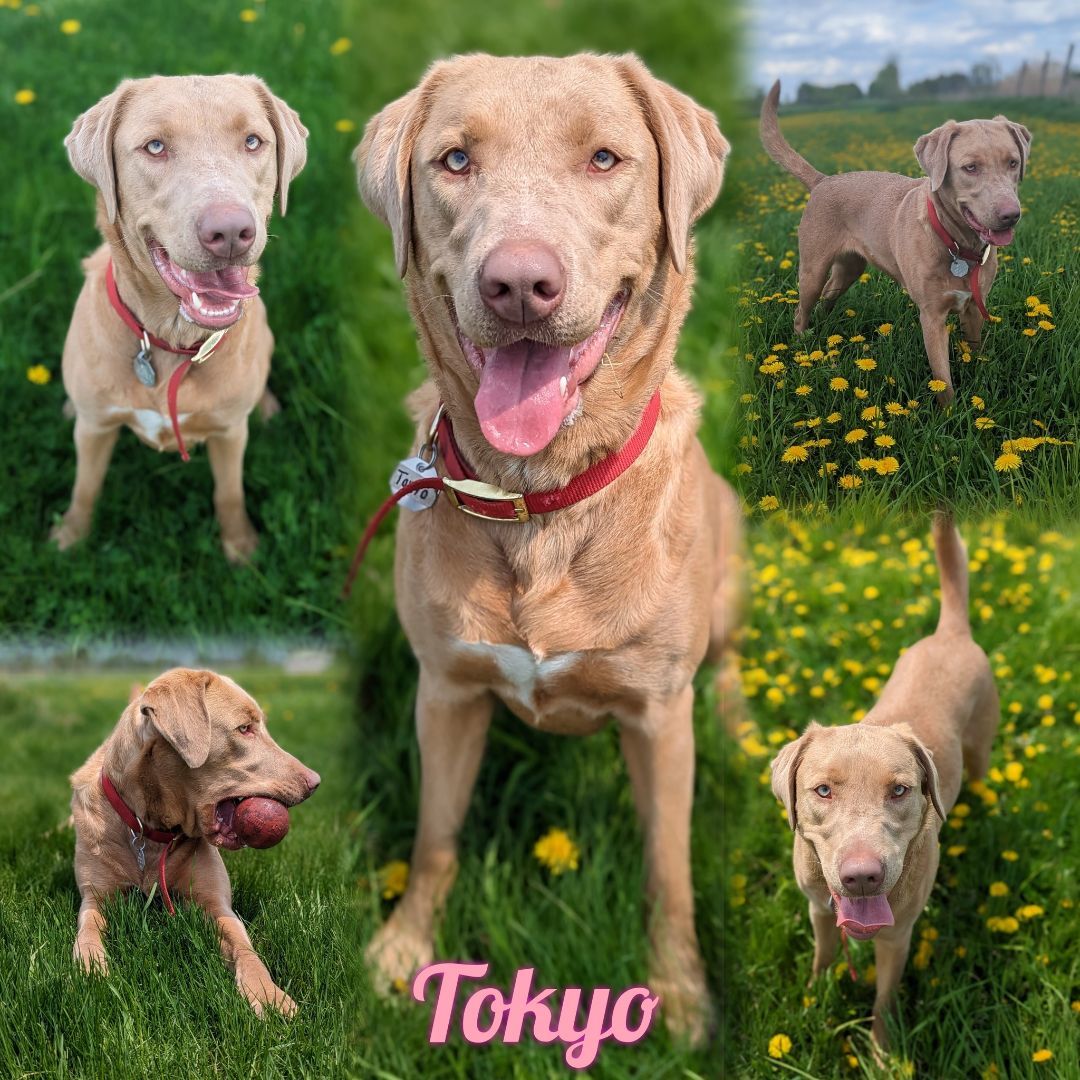 Tokyo, a Adoptable Weimaraner in Sainte-Angele-de-Monnoir, QC image 1/6