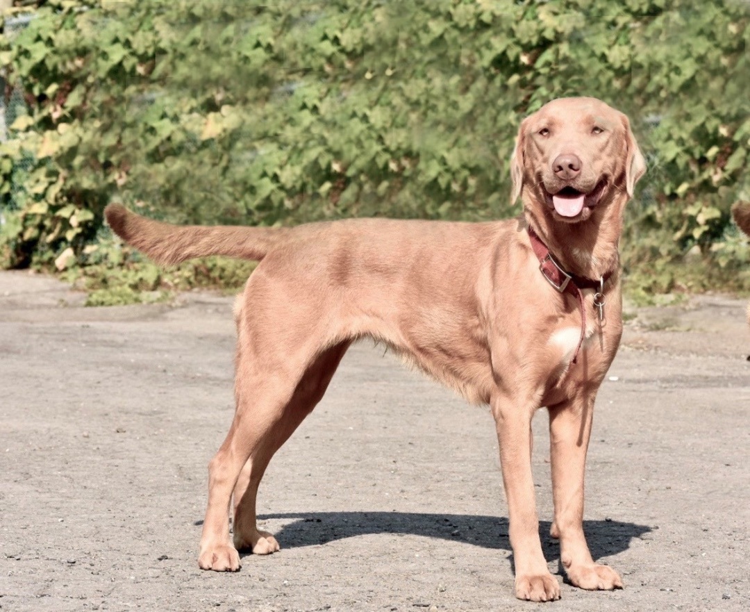 Tokyo, a Adoptable Weimaraner in Sainte-Angele-de-Monnoir, QC image 2/6