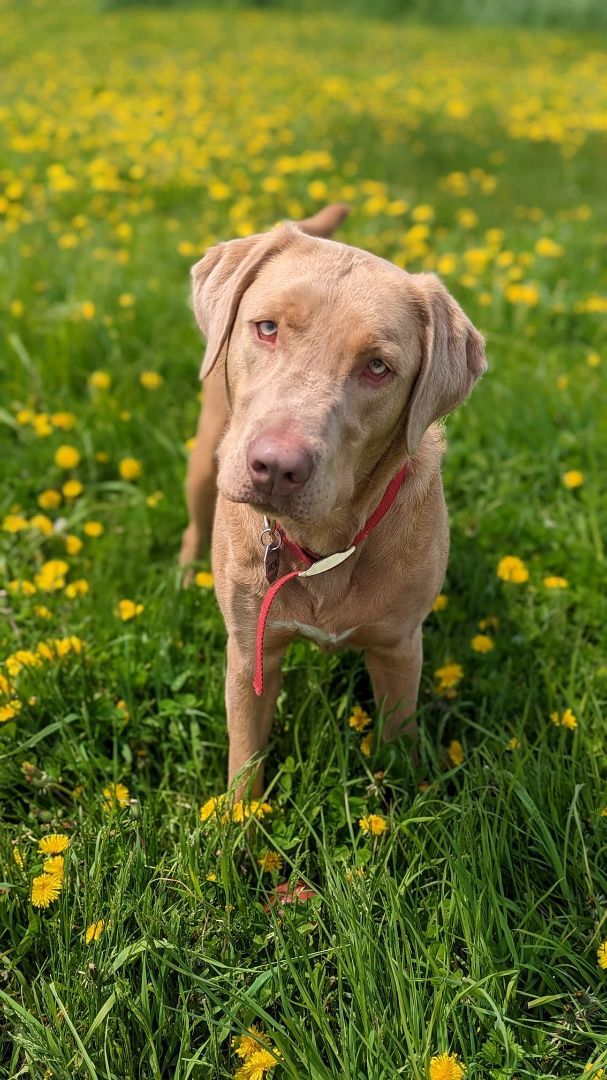 Tokyo, a Adoptable Weimaraner in Sainte-Angele-de-Monnoir, QC image 3/6