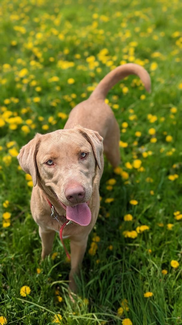 Tokyo, a Adoptable Weimaraner in Sainte-Angele-de-Monnoir, QC image 4/6