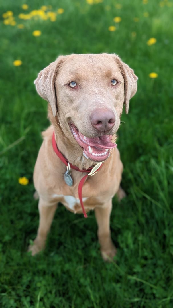 Tokyo, a Adoptable Weimaraner in Sainte-Angele-de-Monnoir, QC image 5/6