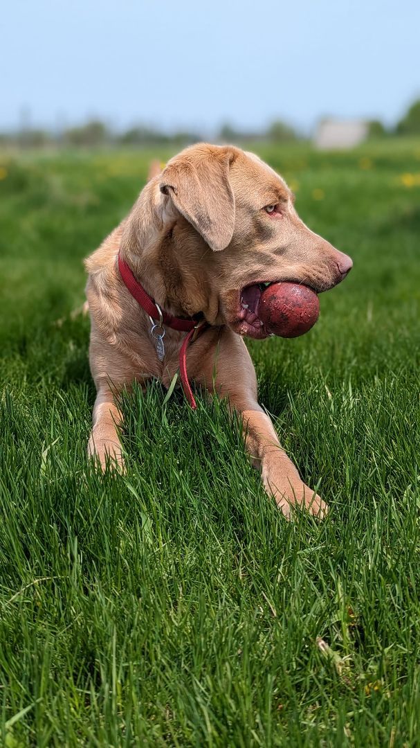 Tokyo, a Adoptable Weimaraner in Sainte-Angele-de-Monnoir, QC image 6/6