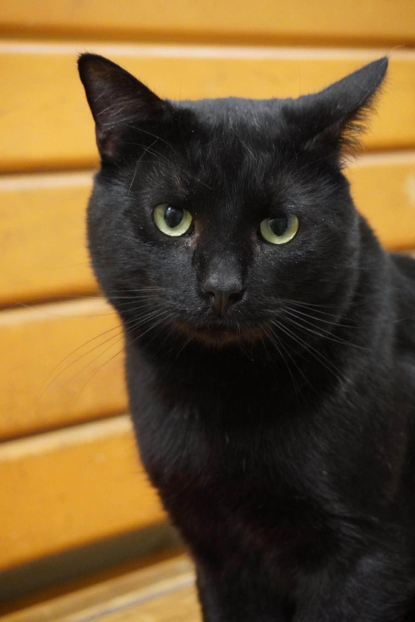 SIR GARETH, a Adoptable mixed breed in Murrieta, CA image 3/6