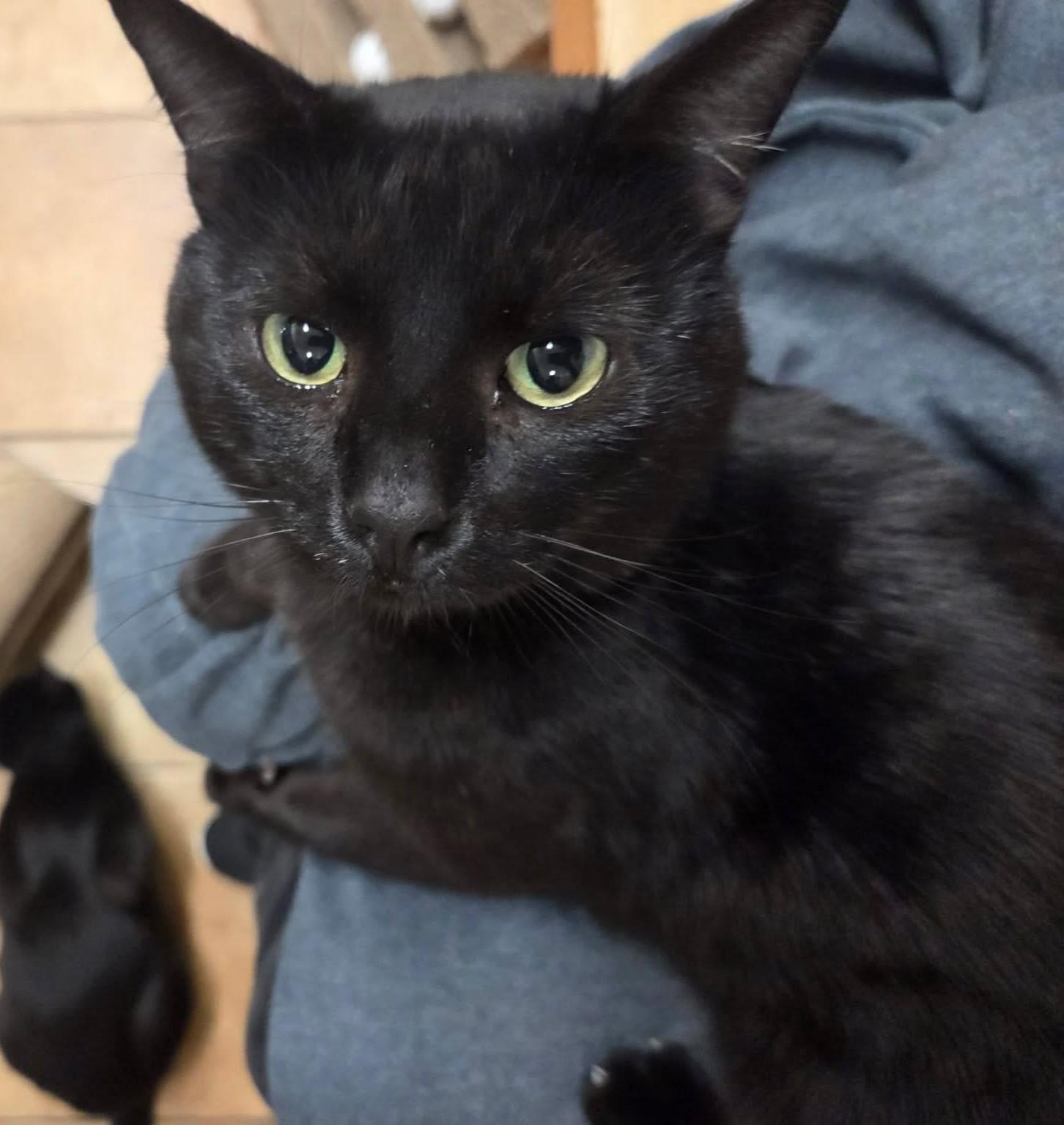 SIR GARETH, a Adoptable mixed breed in Murrieta, CA image 2/6