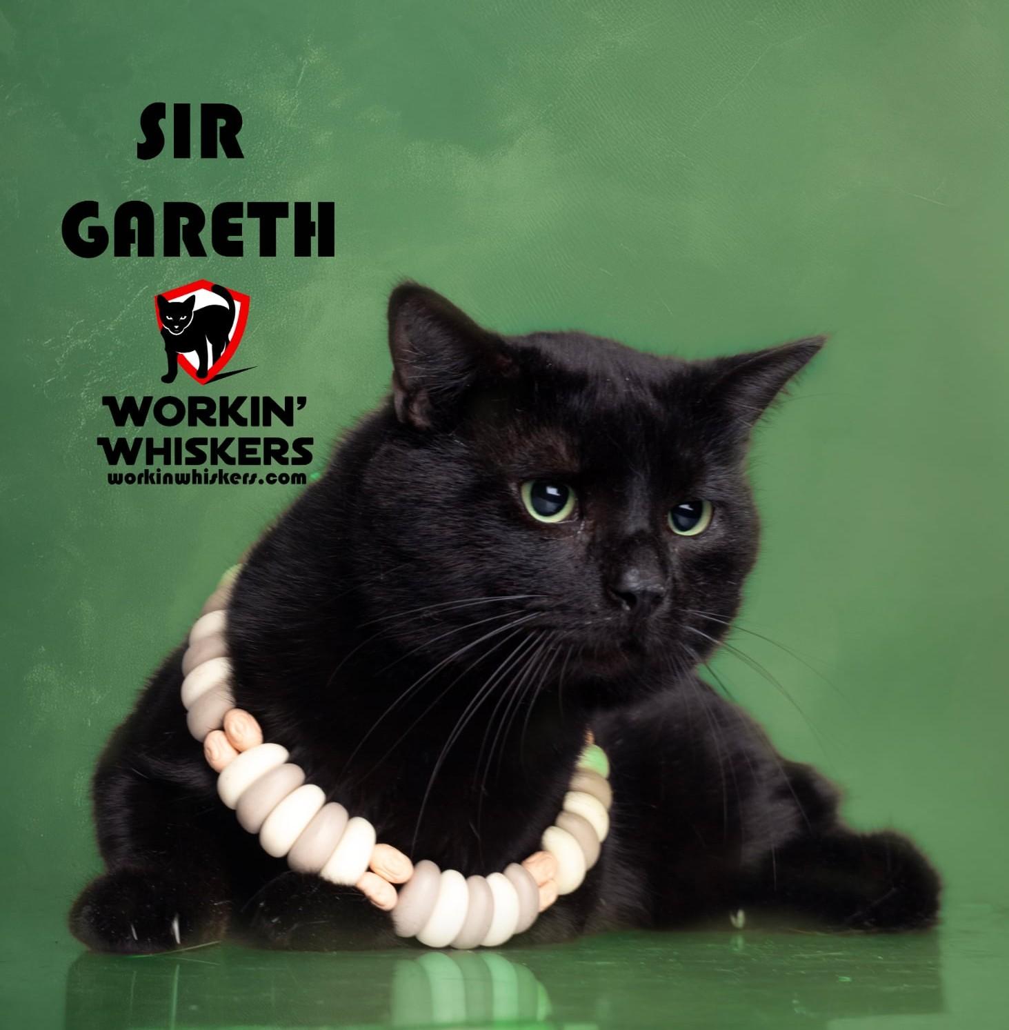 SIR GARETH, Adopted, Young Male Bombay & Domestic Short Hair.