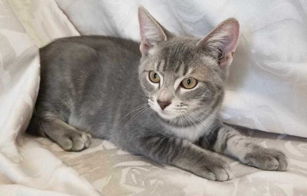 SILVERTOES (CC7224), a ADOPTABLE Domestic Short Hair in West Orange, NJ image 2/5