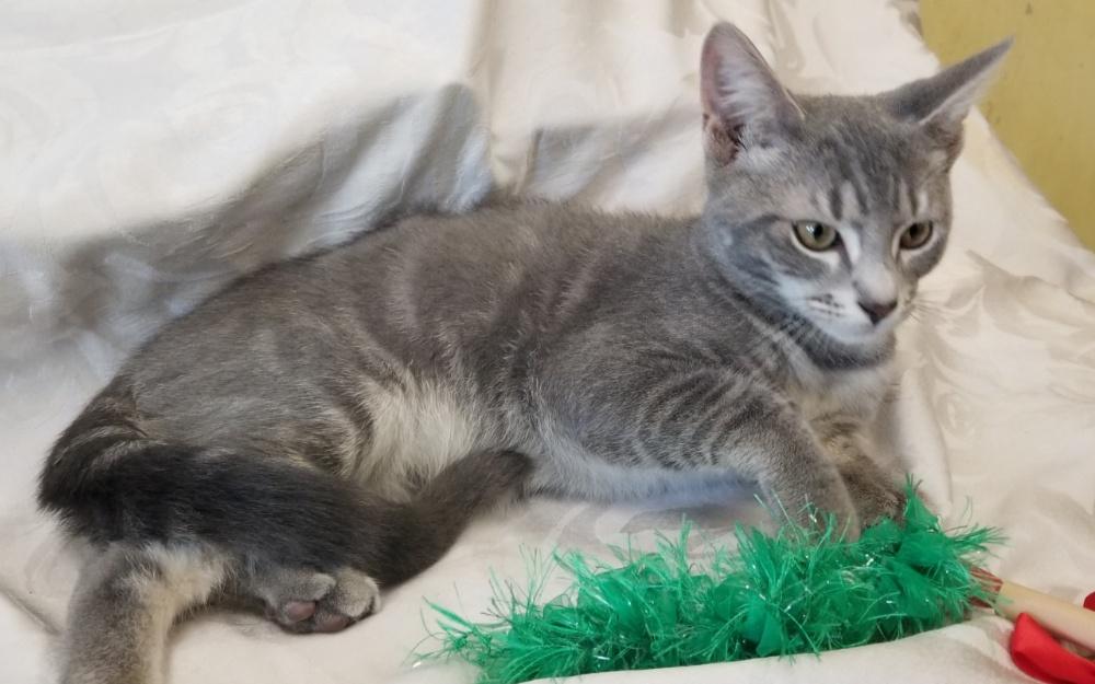 SILVERTOES (CC7224), a ADOPTABLE Domestic Short Hair in West Orange, NJ image 5/5
