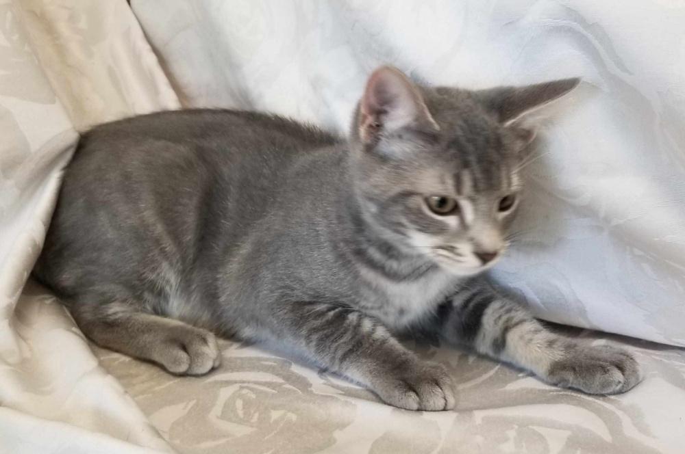 SILVERTOES (CC7224), a ADOPTABLE Domestic Short Hair in West Orange, NJ image 4/5