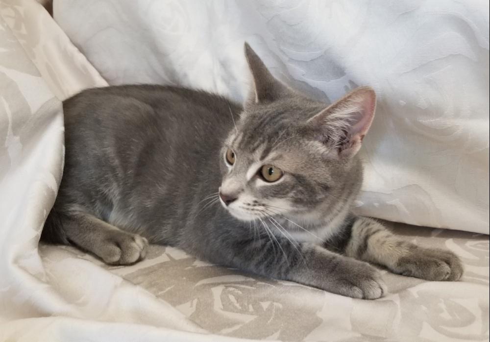 SILVERTOES (CC7224), a ADOPTABLE Domestic Short Hair in West Orange, NJ image 3/5