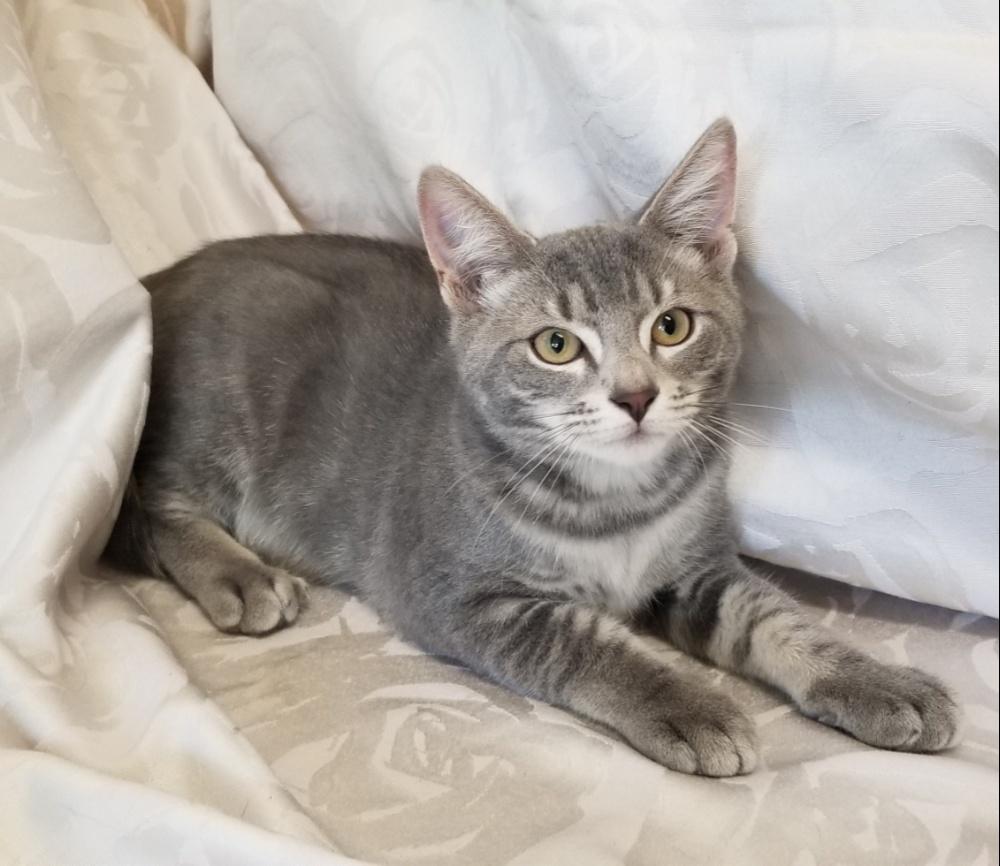 SILVERTOES (CC7224), ADOPTABLE, Kitten Male Domestic Short Hair.
