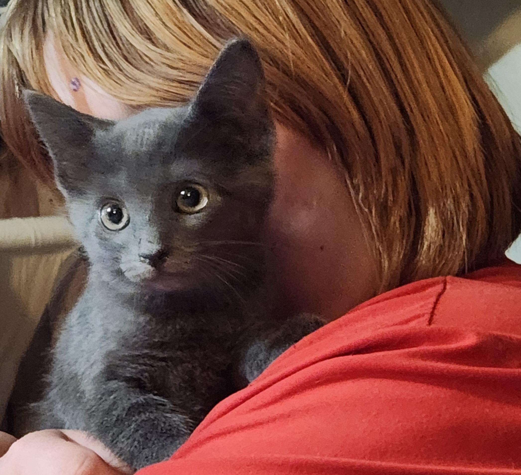 Enlarge Thomas, an adopted Russian Blue in Mount Pleasant, TX image 3/3