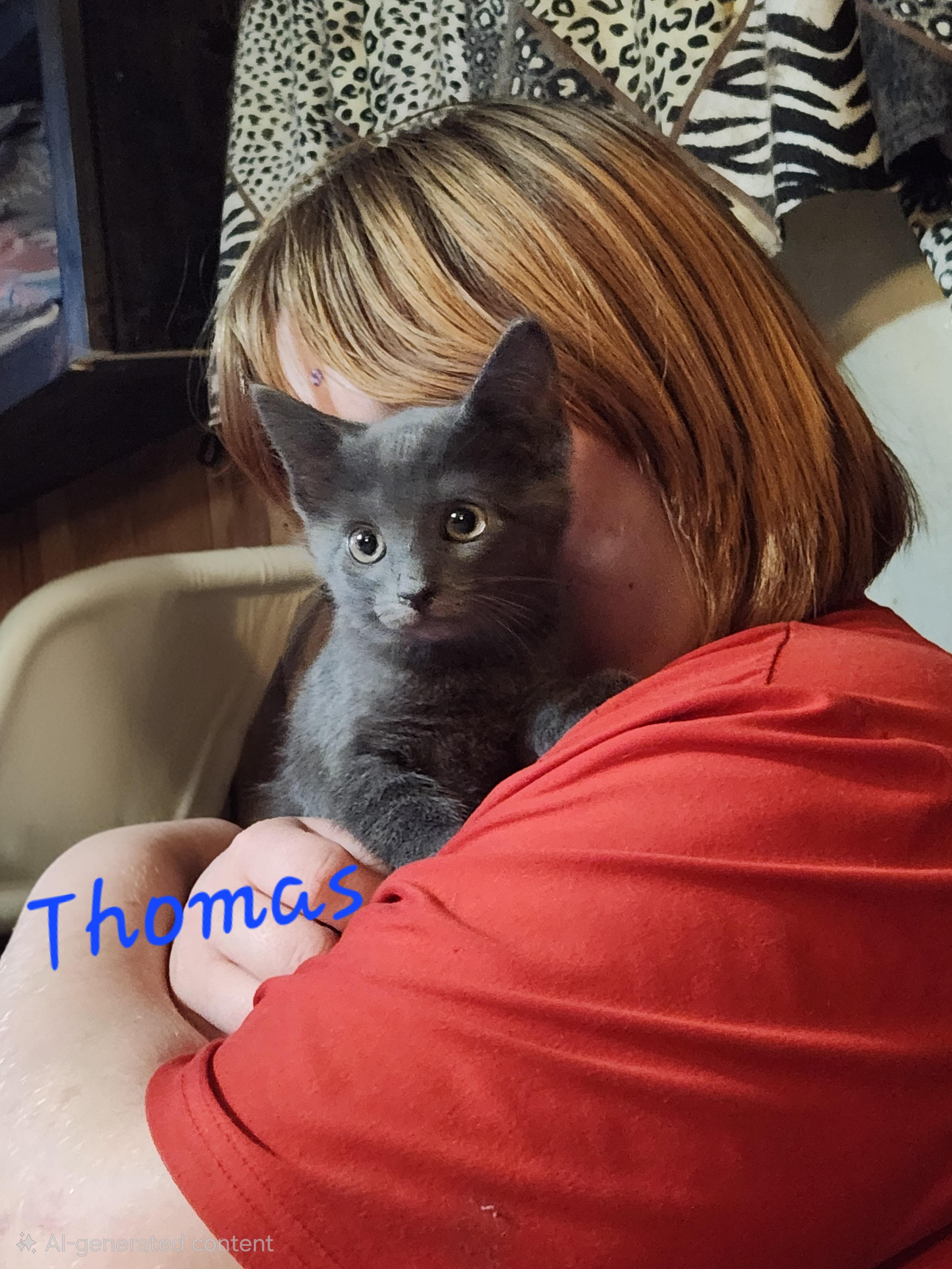 Enlarge Thomas, an adopted Russian Blue in Mount Pleasant, TX image 1/3
