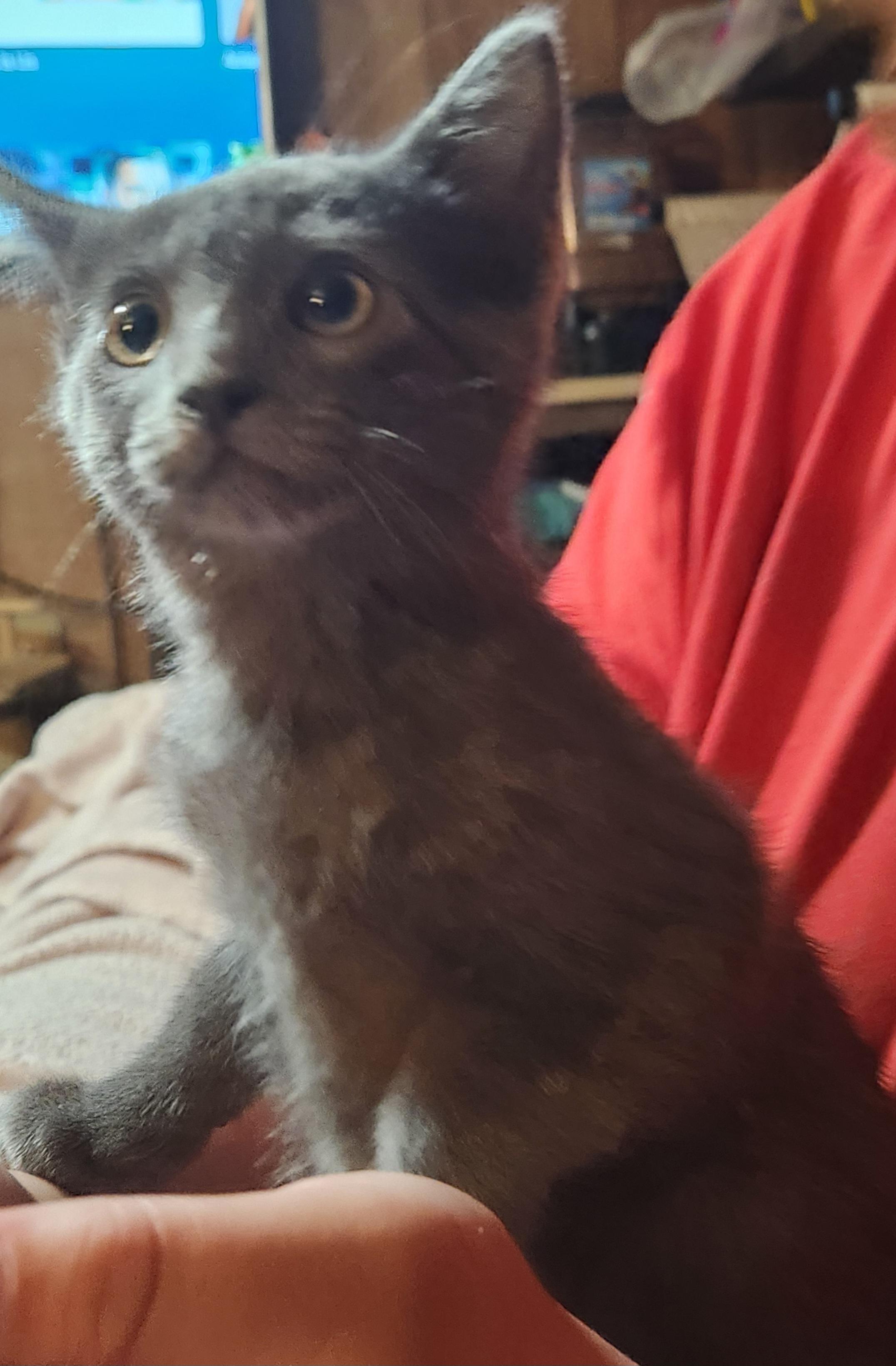 Enlarge Thomas, an adopted Russian Blue in Mount Pleasant, TX image 2/3