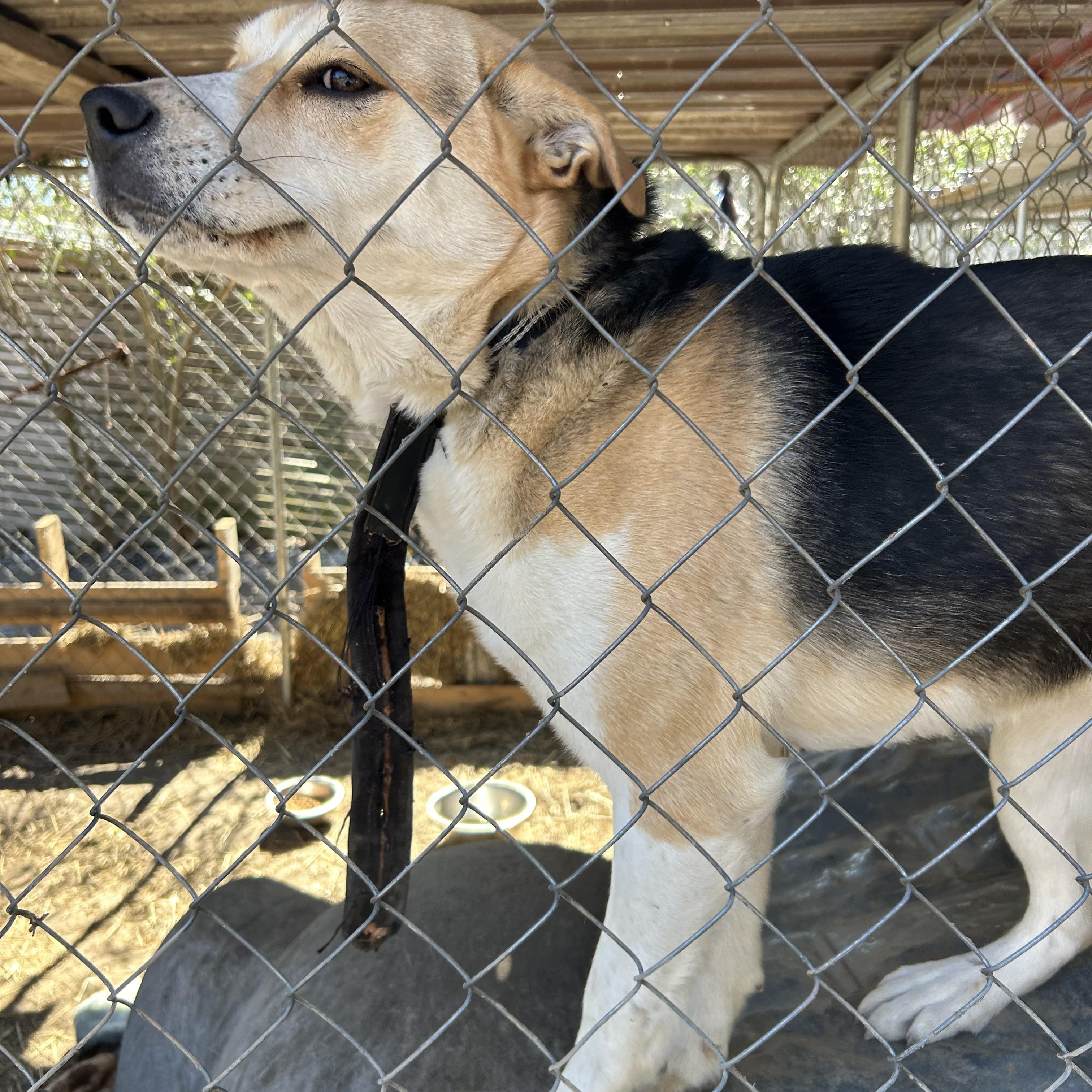 Enlarge Sally, a Adoptable American Foxhound in Pine Bluff, AR image 2/4