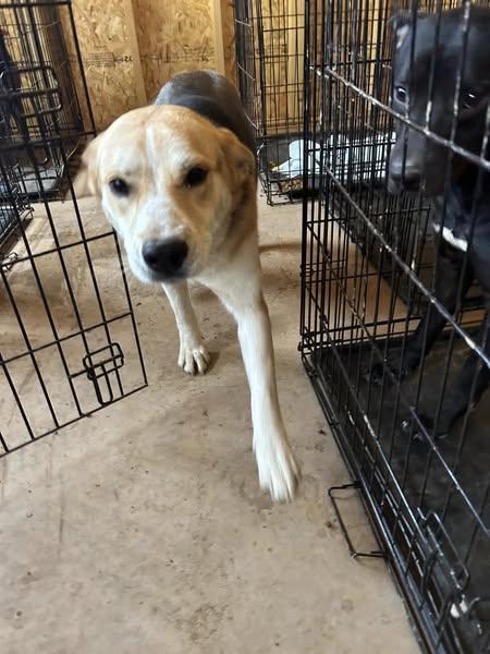 Enlarge Sally, a Adoptable American Foxhound in Pine Bluff, AR image 4/4