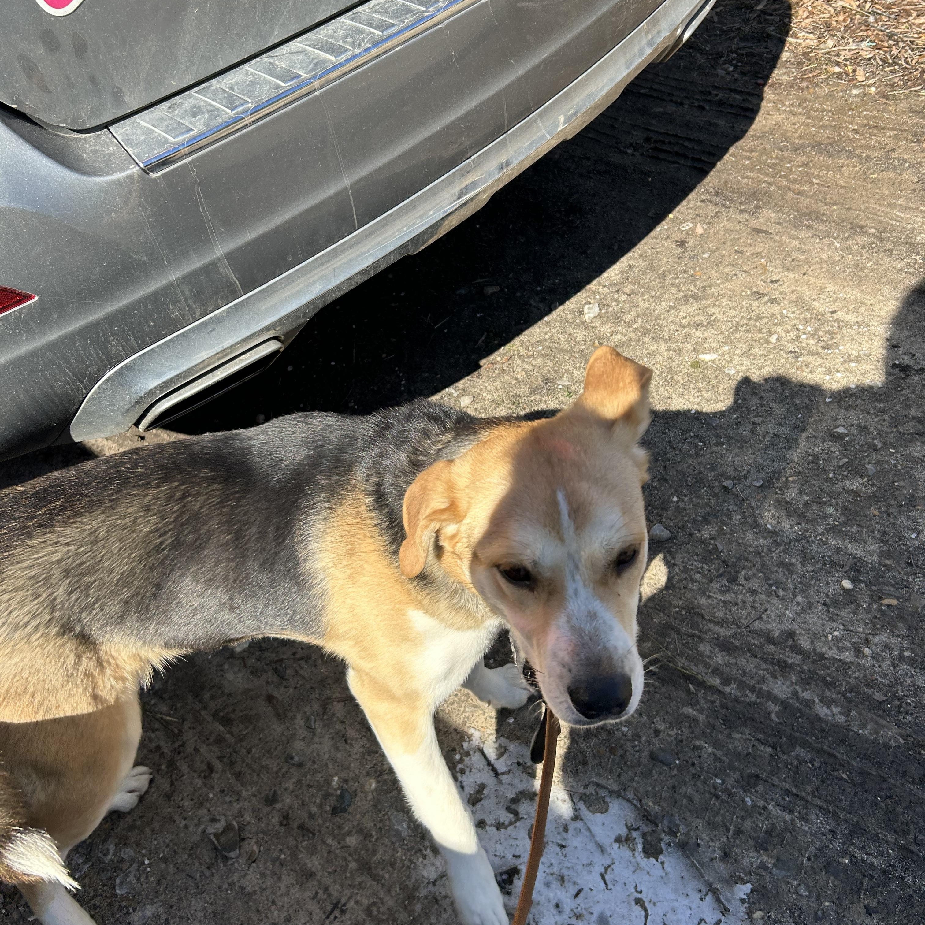 Enlarge Sally, a Adoptable American Foxhound in Pine Bluff, AR image 3/4