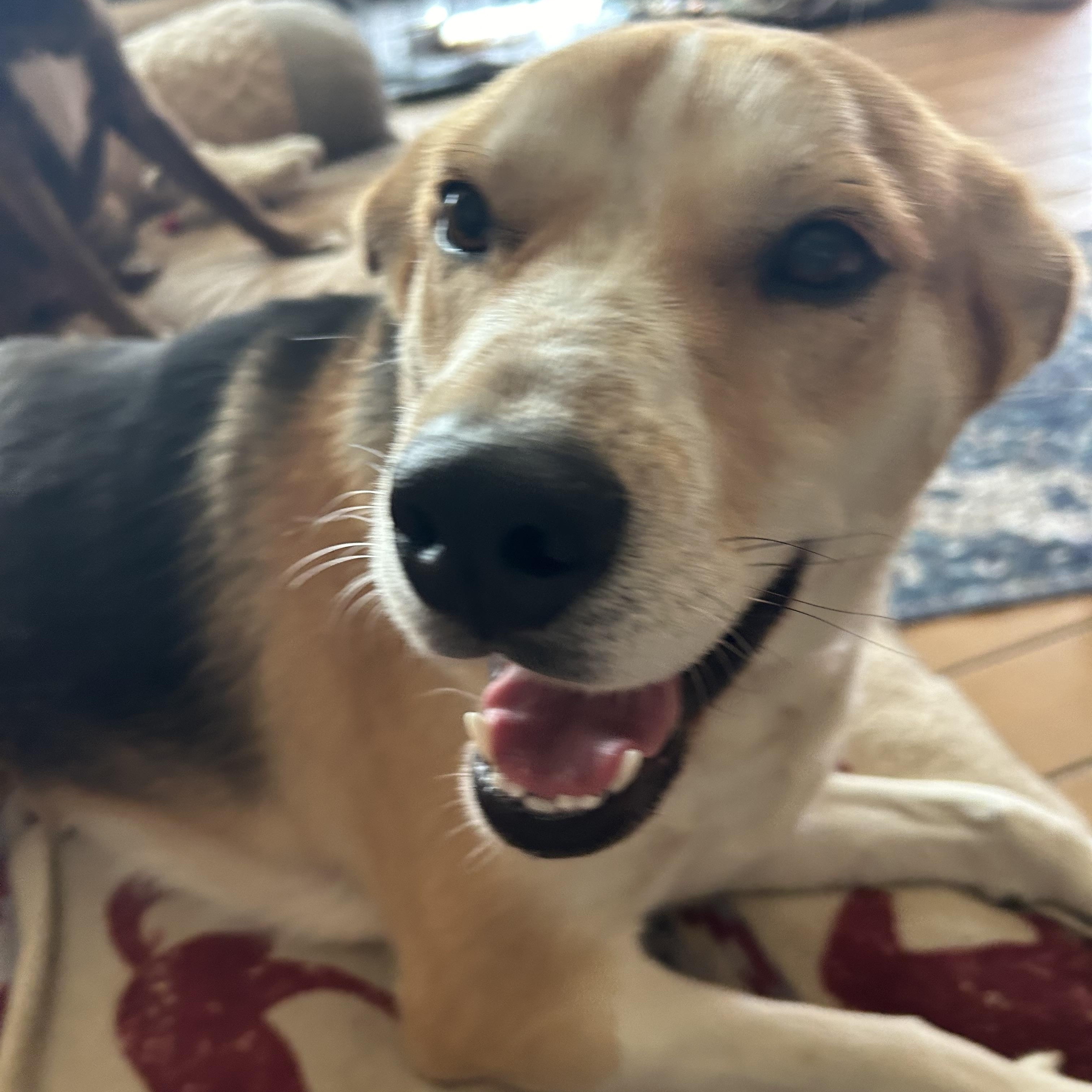 Enlarge Sally, a hold American Foxhound in Pine Bluff, AR image 1/6