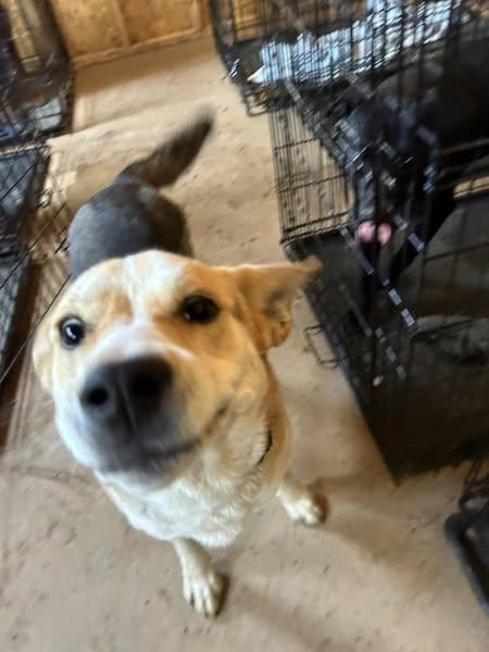 Sally, Adoptable, Adult Female American Foxhound.