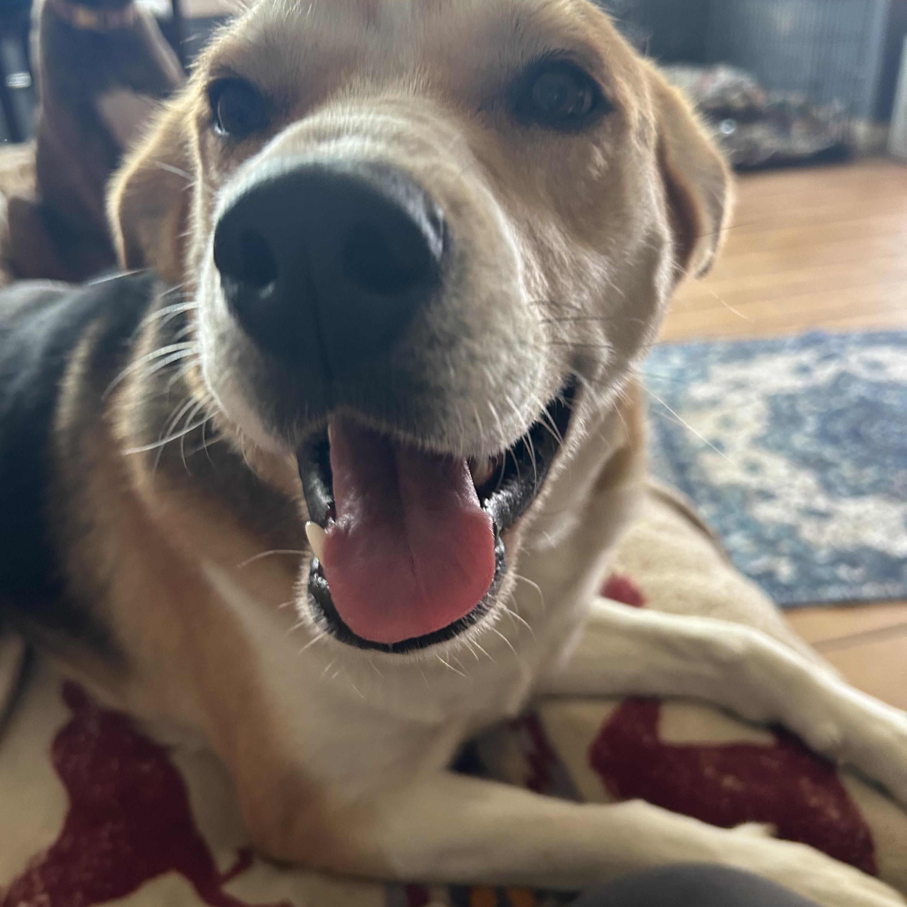 Enlarge Sally, a hold American Foxhound in Pine Bluff, AR image 6/6