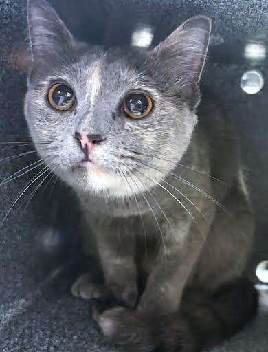 Cuddles, Adoptable, Adult Female Domestic Short Hair & Domestic Short Hair.