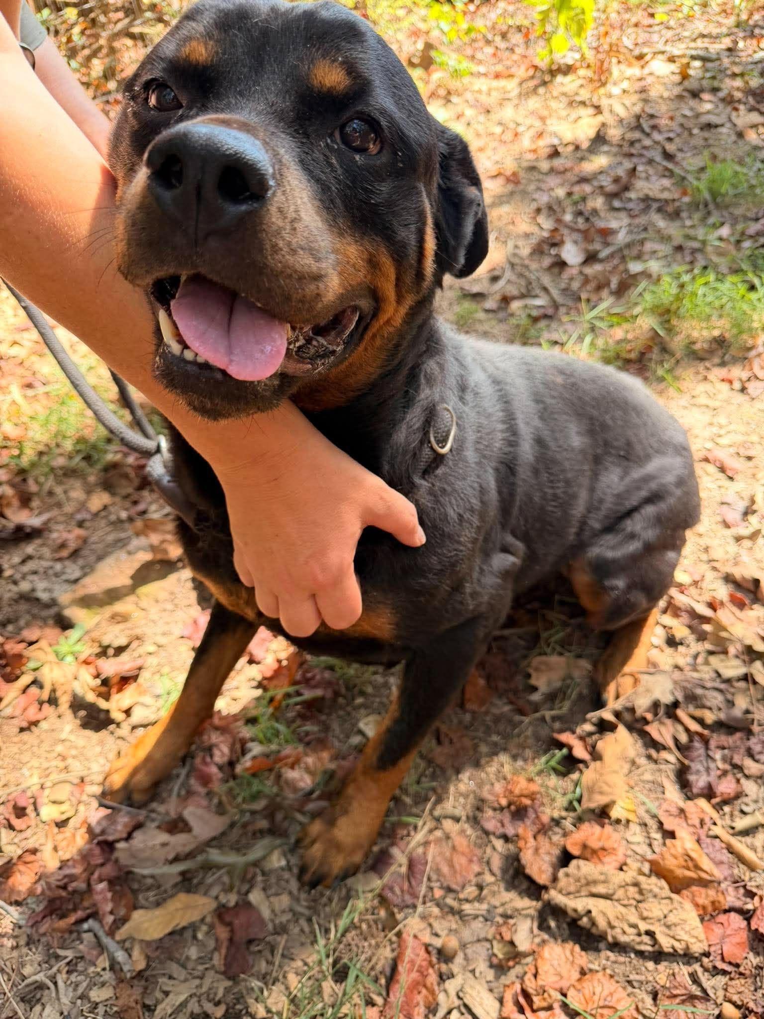 Bella Ruth, Adoptable, Senior Female Rottweiler.