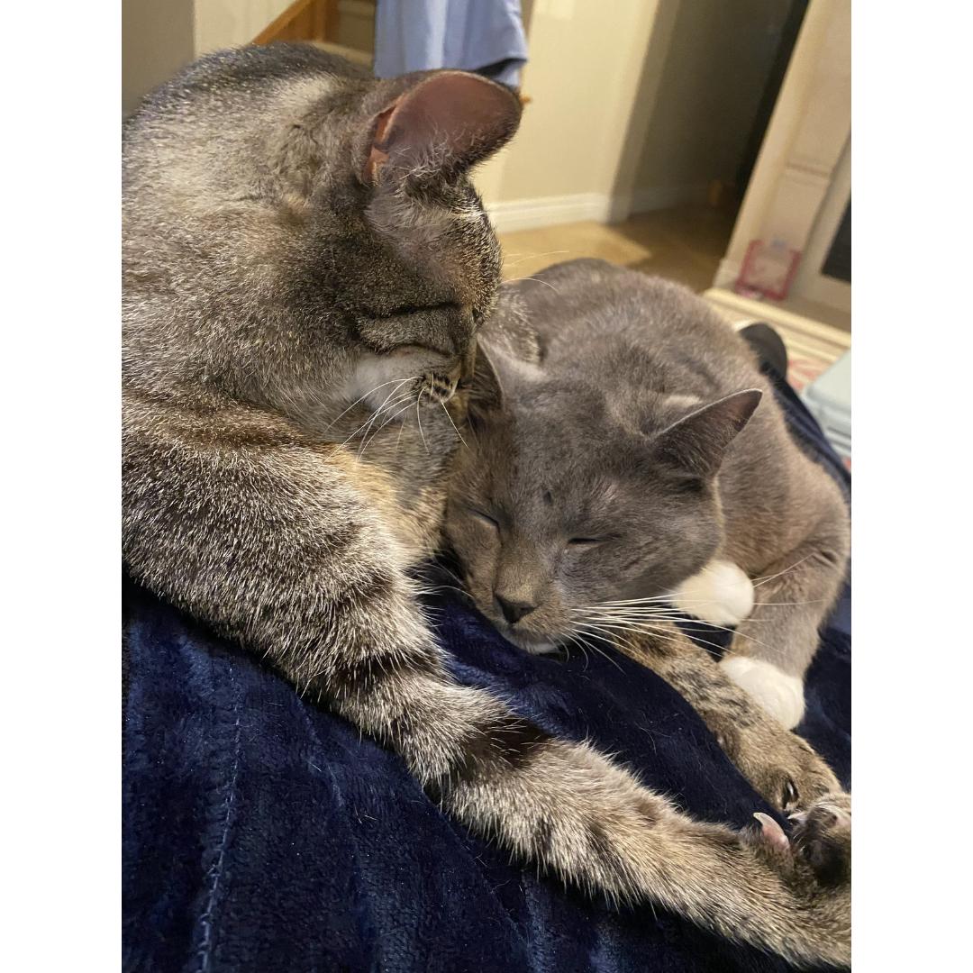 Enlarge Elvis, a ADOPTABLE Domestic Long Hair in Morgan Hill, CA image 2/6