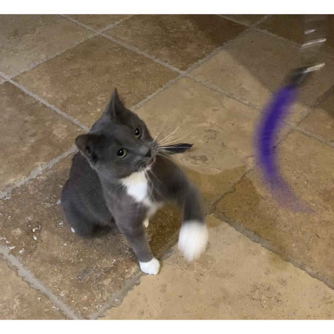 Enlarge Elvis, a ADOPTABLE Domestic Long Hair in Morgan Hill, CA image 5/6