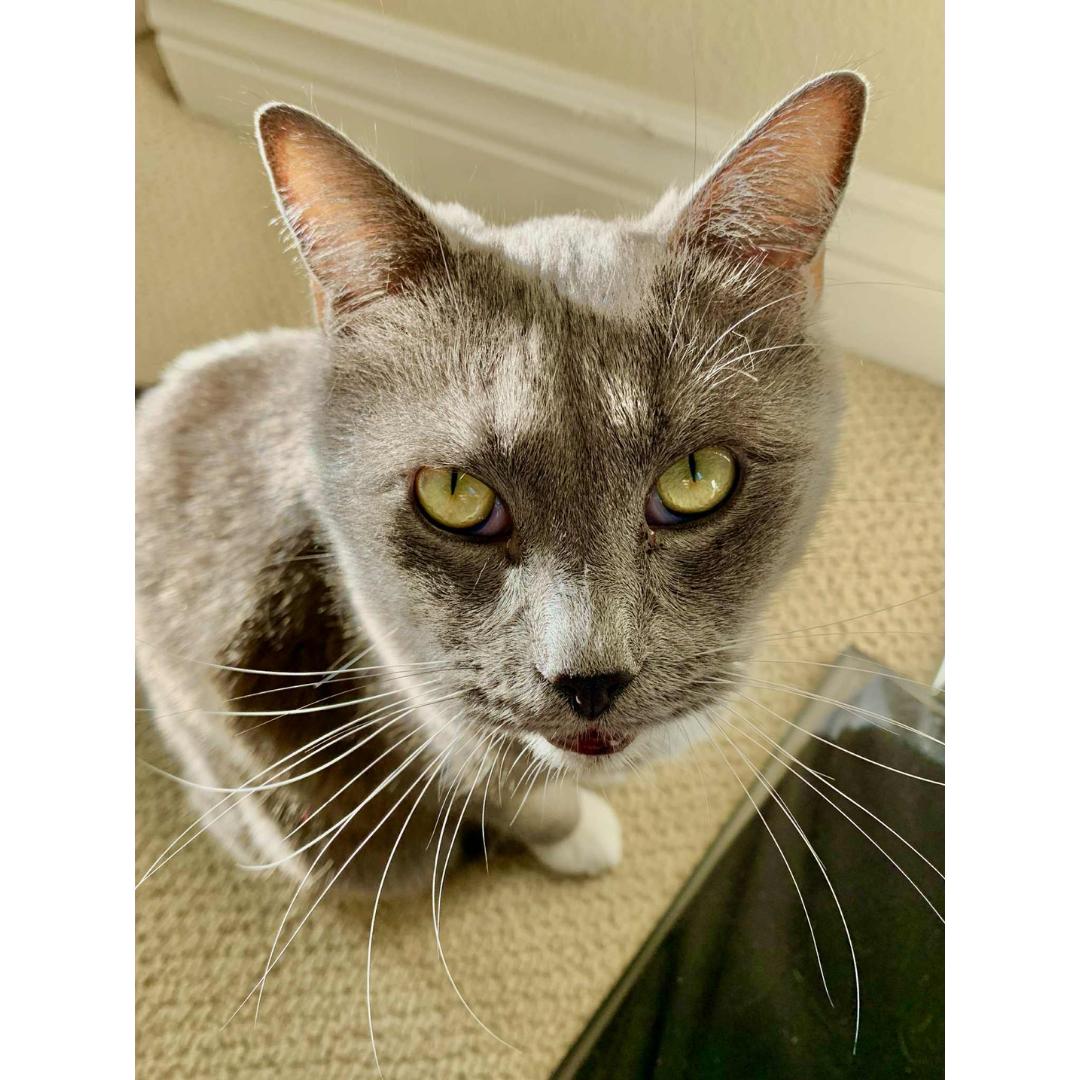 Enlarge Elvis, a ADOPTABLE Domestic Long Hair in Morgan Hill, CA image 4/6