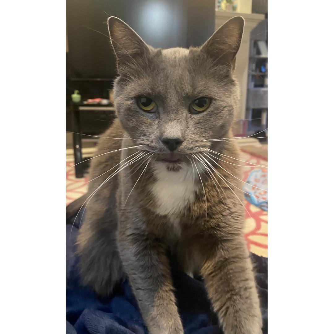 Enlarge Elvis, a ADOPTABLE Domestic Long Hair in Morgan Hill, CA image 6/6