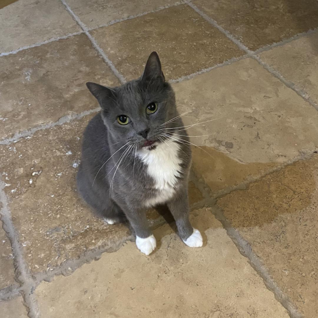 Enlarge Elvis, a ADOPTABLE Domestic Long Hair in Morgan Hill, CA image 1/6