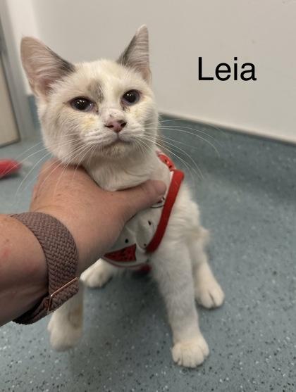 Leia, Adoptable, Kitten Female Domestic Short Hair & Domestic Short Hair.