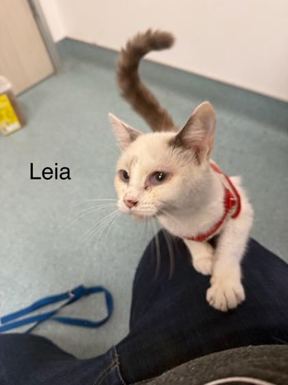 Leia, a Adoptable Domestic Short Hair in Laguna Niguel, CA image 2/2