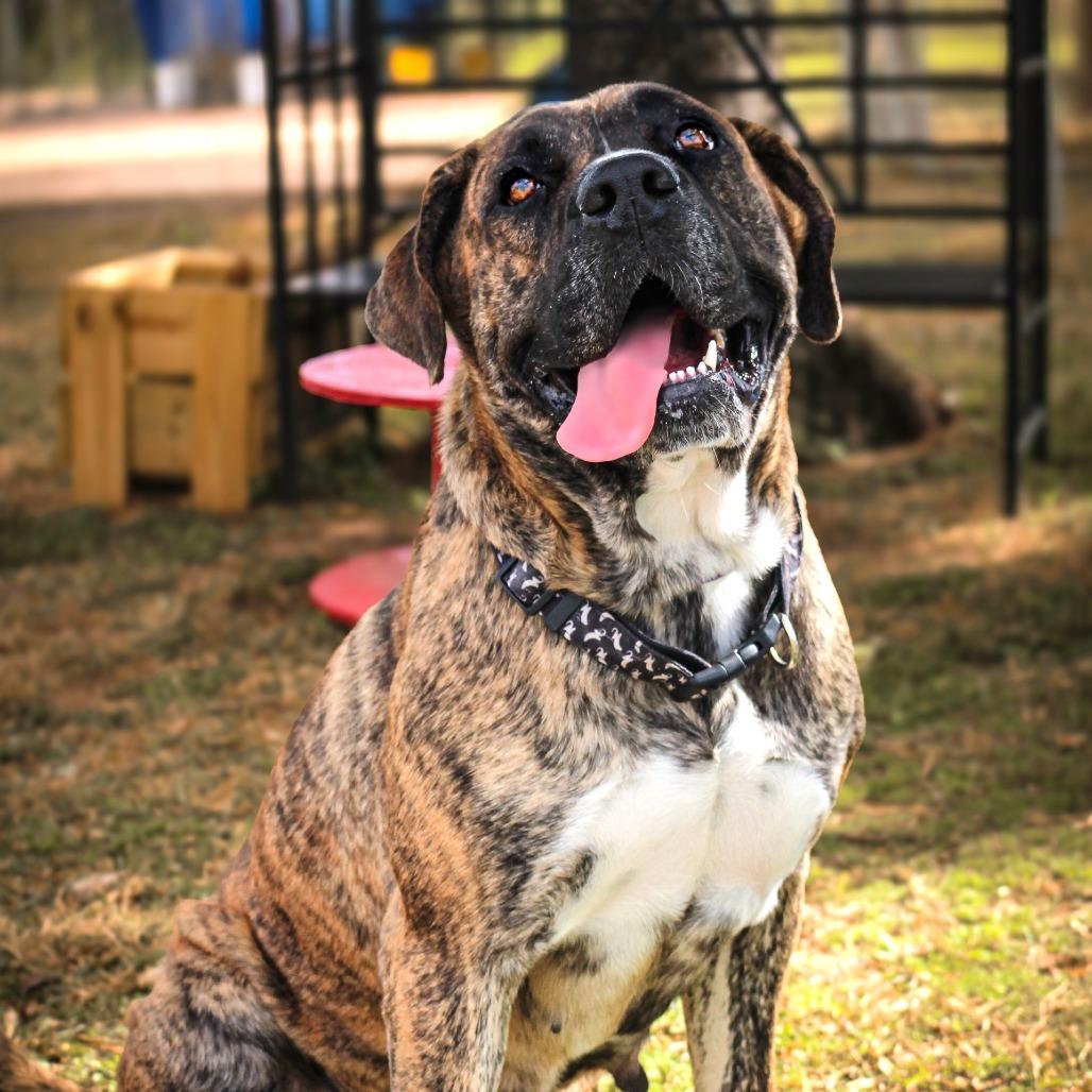 Dolly, Adoptable, Adult Female Mixed Breed.