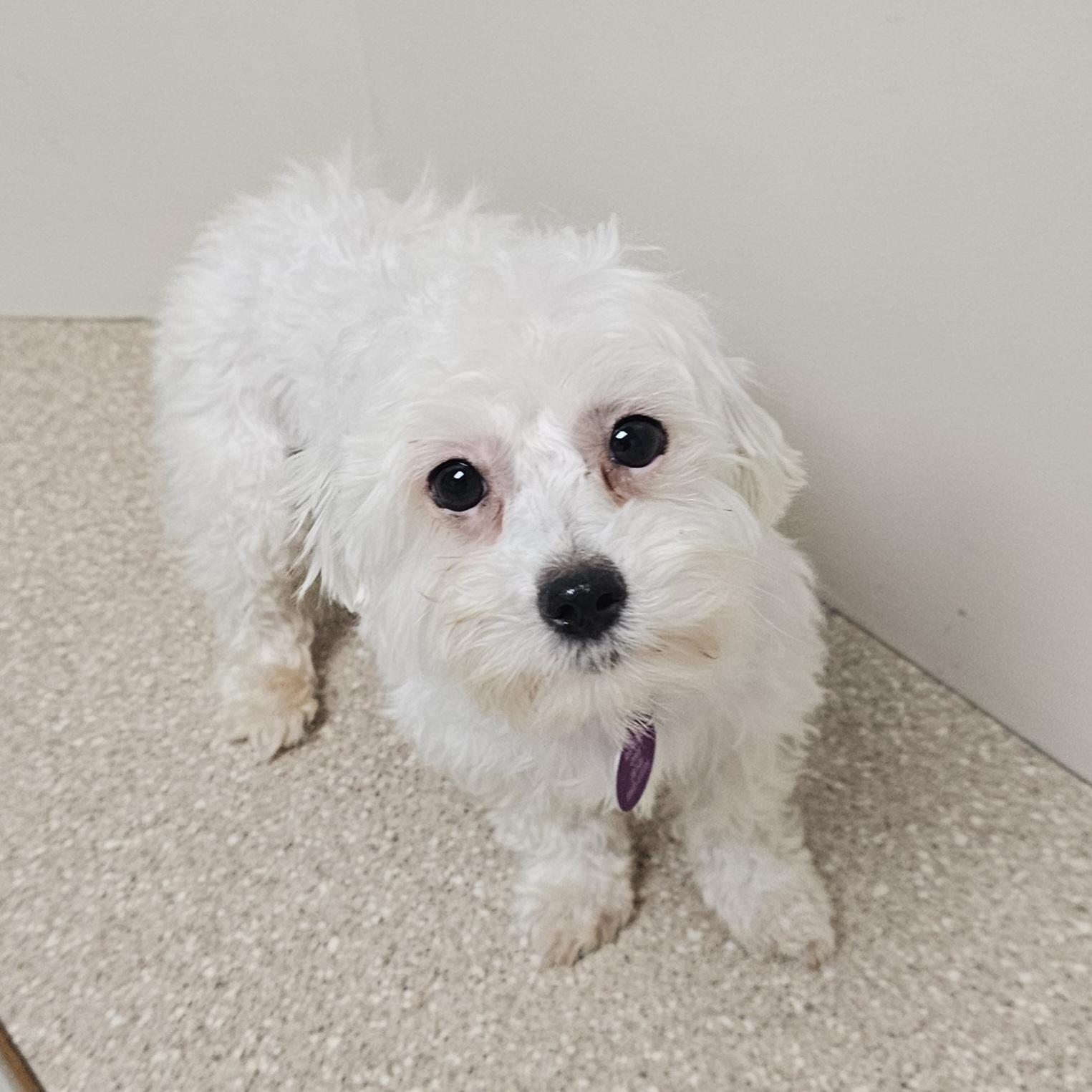 Enlarge DAISY, a Adoptable Maltese in Fenton, MI image 2/6